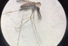 Waspada Potensi Penularan Nyamuk Anopheles