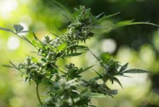 Manfaat Daun untuk Kesehatan Tulang: Solusi Herbal Alami yang Menjanjikan