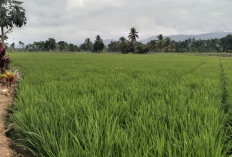 Pentingnya Merawat Tanaman Padi untuk Ketahanan Pangan dan Perekonomian