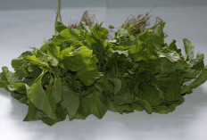 5 Manfaat Sayur Bayam, Wanita Pasti Suka