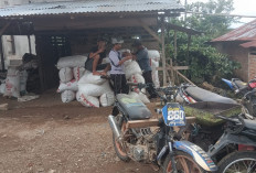 Harga Kopi di Rejang Lebong Turun di Bawah Rp 50 Ribu per Kg, Petani Khawatir Jelang Puncak Panen