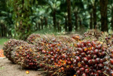 Harga TBS Kelapa Sawit Alami Penurunan