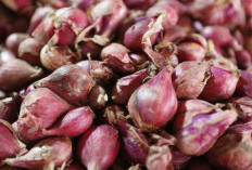 5 Manfaat Bawang Merah, Kanker Bakalan Ogah Menyerang