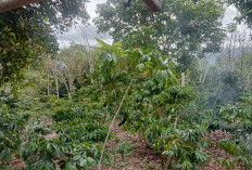 Cuaca Ekstrem Ancam Produksi Kopi di Lebong, Petani Pasrah dan Khawatir