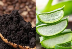 Kombinasi Lidah Buaya dan Kopi Jadi Masker, Aman Untuk Wajah