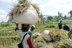 Produksi Gabah Kering Panen Meningkat
