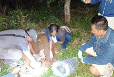 Temuan Bayi Dikubur di Kebun Bikin Geger, Polisi Pastikan Belum Ditemukan Unsur Pidana