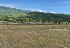 Keterbatasan Air, Petani Terancam Gagal Tanam