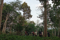 Warga Lebong Tengah Lestarikan Gotong Royong Sebagai Warisan Leluhur