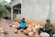 Harga Kelapa Tembus Rp 7 Ribu, Petani Lebong Tengah Sumringah