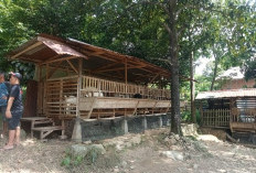 Jelang Idul Fitri, Permintaan Kambing Akikah dan Kurban Meningkat