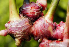 Obati Asam Urat dengan Mengonsumsi 4 Bahan Alami Ini