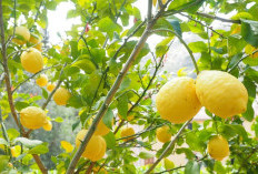 Tanaman Buah Tahan Kekeringan: Pilihan Terbaik untuk Kebun Anda