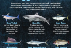 Daftar Ikan Laut Rendah Merkuri, Pilihan Tepat untuk Konsumsi Aman