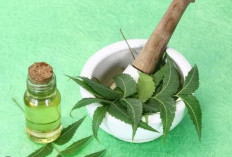 Memiliki Manfaat Minyak Daun Neem untuk Kulit