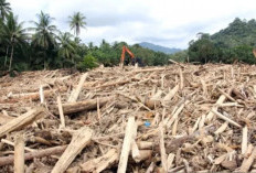 Kayu Hanyut Bencana Banjir di Aceh-Sumut Dimanfaatkan jadi Material Huntara