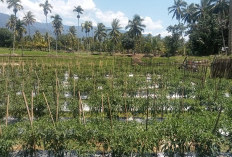 Curah Hujan Tinggi, Tanaman Cabai Busuk, Petani Lebong Tengah Merugi