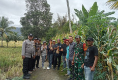 Tanam Jagung 0,85 Hektar, BUMDes Ujung Tanjung I Habiskan Anggaran Rp 28 Juta