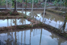 Jelang Musim Tanam Padi, Harga Ikan di Lebong Anjlok