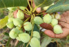Manfaat Dan Kandungan Buah Kakadu Bikin Kulit Wajah Cerah