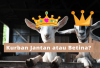 Kurban Jantan atau Betina, Mana yang Lebih Utama?