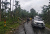 Diterjang Hujan Disertai Angin Kencang, Pohon Tumbang Sempat Tutup Jalan Pondok Lucuk