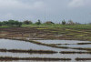  Petani Diimbau Segera Input Kebutuhan Pupuk Subsidi dalam e-RDKK