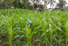 Manfaatkan Lahan Kebun, Petani di Lebong Tengah Diminta Tanam Jagung