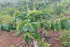 Strategi Pemupukan Kopi Saat Pembungaan, Kunci Dompolan Lebat dan Produksi Maksimal