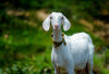Ingin Berkurban Kambing? Ini 3 Syarat Utama yang Wajib Diketahui Umat Muslim