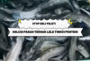 Stop Beli Pelet: Solusi Pakan Alternatif Lele Tinggi Protein untuk Menekan Biaya Budidaya Hingga 80%