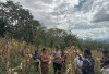 Polsek Lebong Tengah Panen Jagung Bersama Kelompok Tani Pagar Agung, Wujud Nyata Dukung Ketahanan Pangan