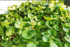 Manfaat Centella Asiatica untuk Kulit Sehat dan Glowing