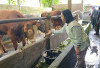 Lebong Kecipratan Sapi Kurban Banpres dengan Bobot Minimal 800 Kg