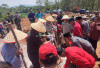 Replanting Sawit Bengkulu Utara, 1.052 Hektare Antre Realisasi