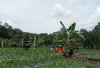 Kades Pagar Agung Dorong Warga Maksimalkan Lahan untuk Tanam Sayur dan Buah