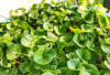 Centella Asiatica: Tanaman Herbal untuk Kecantikan Wajah