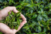Kemewahan Balutan Tradisi dari Aroma Daun Teh di Parfum Bulgari
