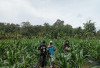 Hama Ulat Grayak Serang Jagung Program Ketahanan Pangan Desa Pagar Agung