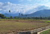 Puluhan Hektar Sawah di Tunggang Kering Tak Kebagian Air