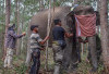  Kemenhut Investigasi Kematian Dua Gajah Sumatra di Mukomuko