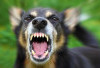 Teror Anjing Gila, Dilaporkan 5 Warga jadi Korban Gigitan 