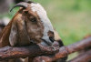 Umur Minimal Kambing untuk Kurban Menurut Islam, Wajib Diperhatikan Sebelum Idul Adha