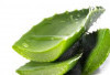 Trik Ampuh Bikin Kuku Rapuh Lebih Kuat Pakai Lemon dan Aloe Vera