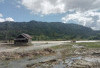 35,5 Hektar Lahan Sawah Rusak Akibat Banjir