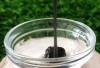 Cara Mengoptimalkan Agar Uban Hilang Hanya Gunakan Kopi