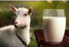 Rekomendasi Sabun dari Susu Kambing, Kekayaan Manfaat 
