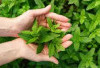  Jarang Diketahui Manfaatnya, Daun Mint Bikin Kulit Cantik dan Sehat