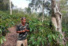 Harga Kopi Lagi Tinggi, Petani Diimbau Jaga Hasil Panen