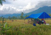 Desember 2025, Petani Lebong Siap Panen Raya Padi